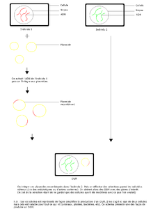 Diagram, der viser de forskellige faser, der fører til oprettelsen af ​​en GMO.