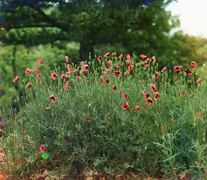 File:Oldpoppies.jpg