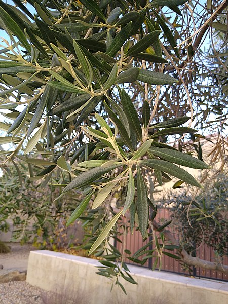 File:Olea europaea leaves.jpg