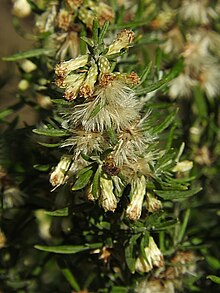 Olearia axillaris flowers.jpg