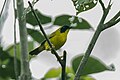 Olive-crowned Yellowthroat - South Ecuador S4E9098 (22648743247).jpg