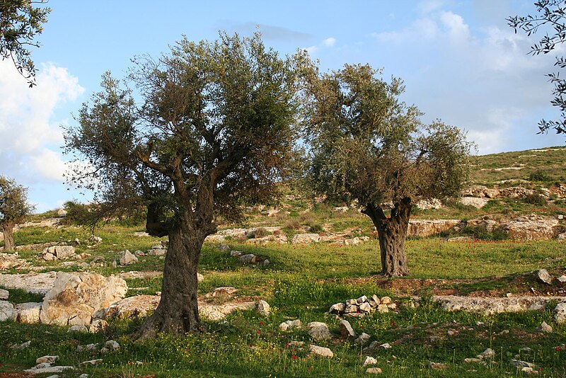 File:Olive trees - panoramio (1).jpg