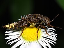 Gold-and-brown rove beetle, Ontholestes cingulatus Ontholestes cingulatus .jpg