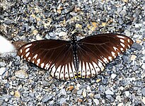 Papilio clytia f. clytia, ailes étendues