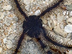 File:Ophiocoma scolopendrina - Coconut Beach 04.jpeg (Category:Echinoderms of Queensland)