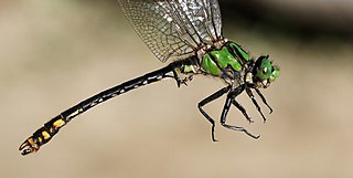 <i>Ophiogomphus mainensis</i> Species of dragonfly