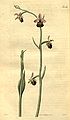 Ophrys apifera (as syn. Ophrys arachnites) plate 2516 in: Curtis's Bot. Magazine (Orchidaceae), vol. 51, (1824)
