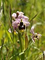 Ophrys neglecta Italy - Sardinia