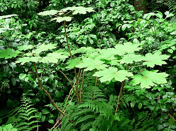Large leaves on the top of stems