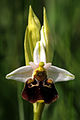 Ophrys holoserica France