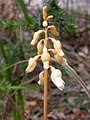 Gastrodia sesamoides Australia Chase National Park