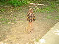 Mushroom sculpture near parking lot, there are numerous identical scupltures around the park, all made from wood.