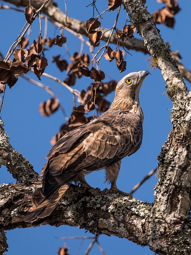 Common buzzard - Wikipedia