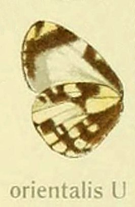 Falcuna orientalis