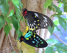 Copulating pair of Ornithoptera euphorion (female above, male below). The sexes are quite dissimilar in appearance, as is typical of species in the genus Ornithoptera. Ornithoptera euphorion, Melbourne Zoo.JPG