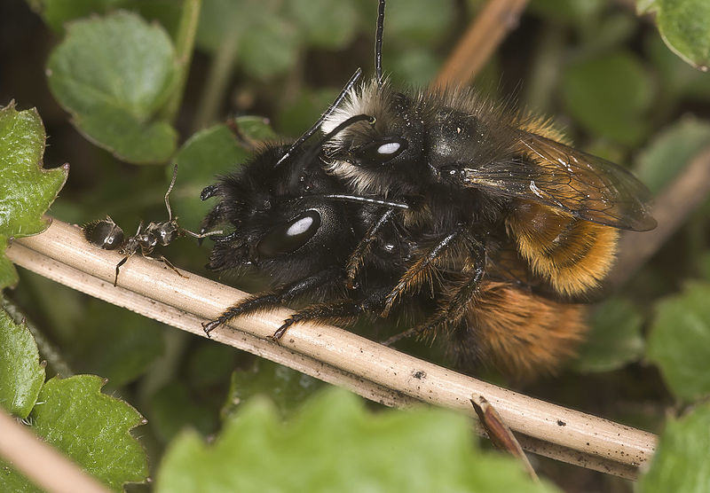 File:Osmia cornuta copulation 2.jpg