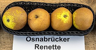 Osnabrücker Renette