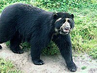 Ecuador is one of the most megadiverse countries in the world, it also has the most biodiversity per square kilometer of any nation, and is one of the highest endemism worldwide. In the image, the spectacled bear of the Andes. Oso andino Porcon.jpg