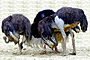 Ostriches-head-in-sand2.jpg