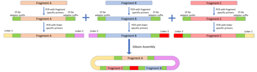 The MODAL standard provides a common format to allow any DNA part to be made compatible with Gibson assembly or other overlap assembly methods. The DNA fragment of interest undergoes two rounds of PCR, first to attach the adaptor prefix and suffixes, and next to attach the predefined linker sequences. Once the parts are in the required format, assembly methods like Gibson assembly can carried out. The order of the parts is directed by the linkers, i.e. the same linker sequence is attached to the 3' end of the upstream part and the 5' end of the downstream part. Overlap assembly using the MODAL format.png