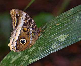 <i>Caligo atreus</i> species of insect