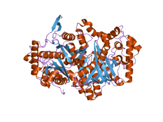 ACAA1 protein-coding gene in the species Homo sapiens