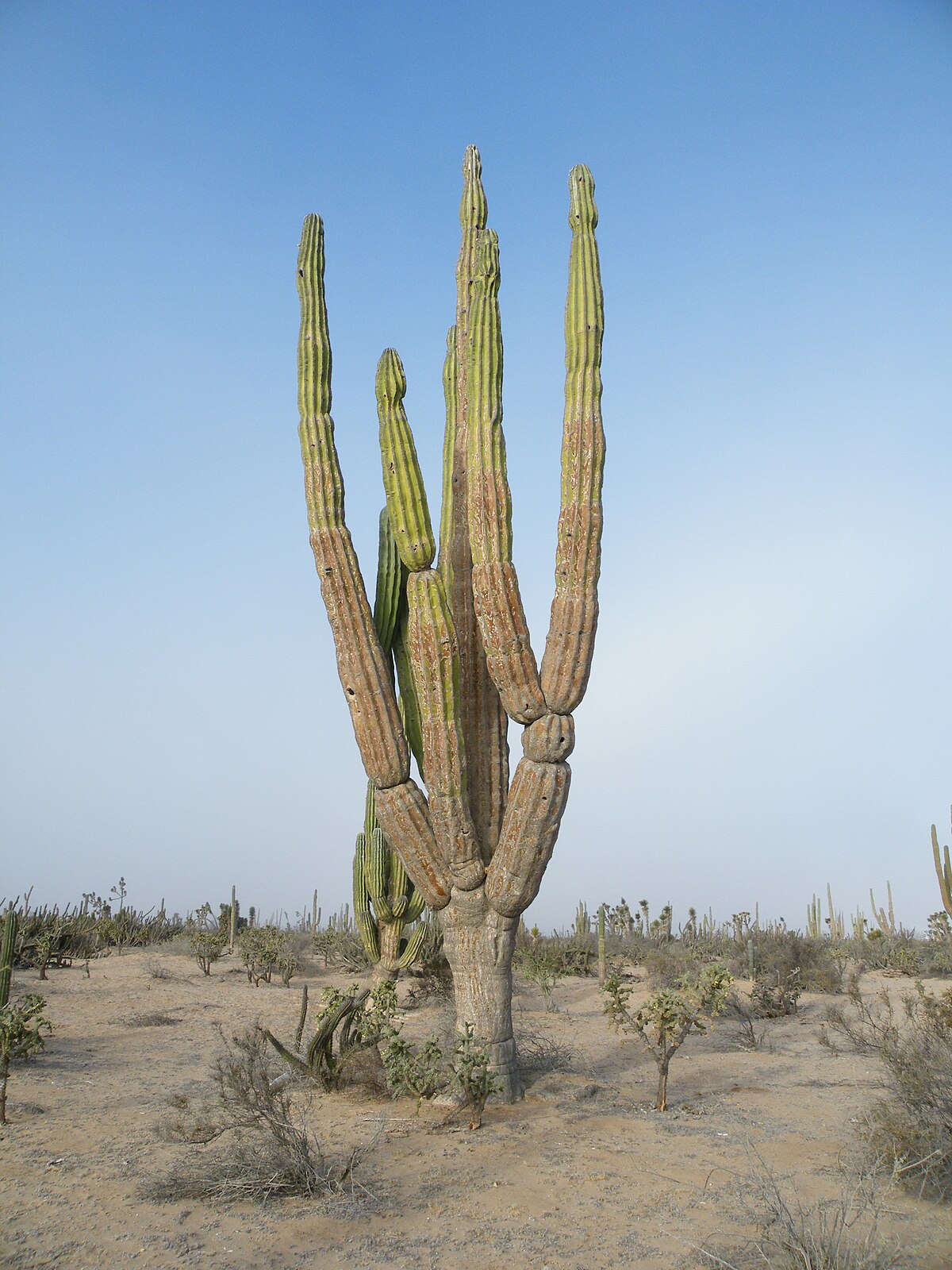 Pachycereus pringlei - Wikipedia