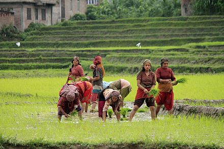 Women planting rice in Nepal