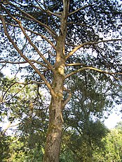 Cultivated, Sintra, Portugal