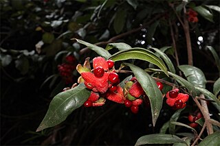 <i>Palmeria racemosa</i> Species of plant in the family Monimiaceae