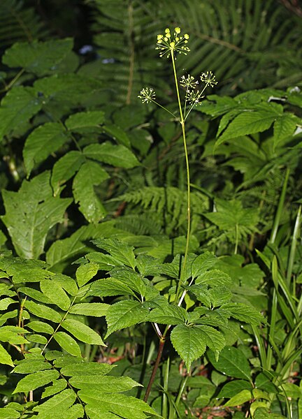 File:Panax japonicus (Mount Kasa).jpg