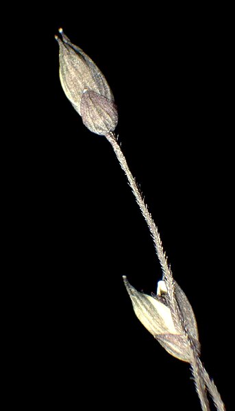 File:Panicum capillare inflorescence (21).jpg