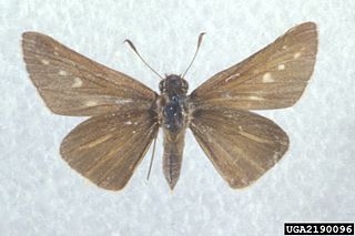 <i>Panoquina panoquin</i> Species of butterfly