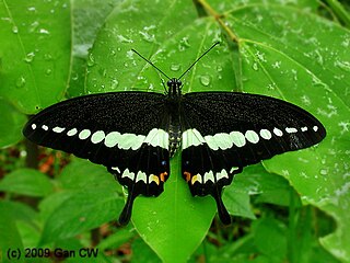 <i>Papilio demolion</i> Species of butterfly