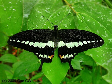 Papilio demolion