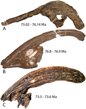 Holotype skulls of the three species arranged by age Parasaurolophus holotype skulls.png