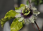 Passiflora edulis colvilli.jpg