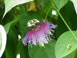 <i>Passiflora serratifolia</i> Species of vine