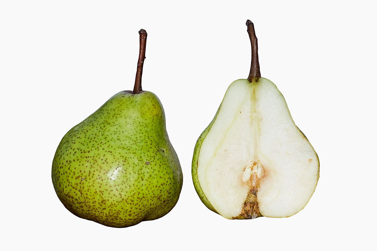 File:Fruit-pear.png - Vintage Story Wiki