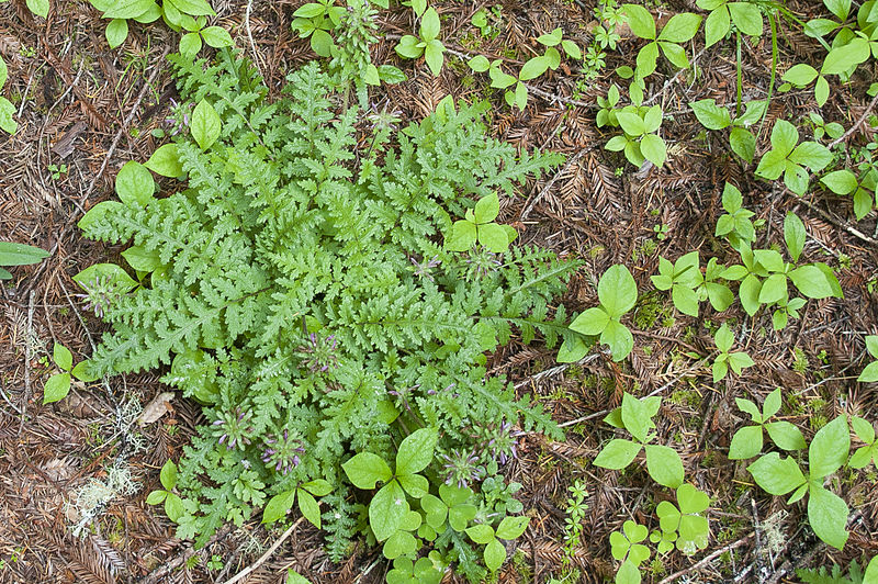 File:Pedicularis dudleyi - Dudley's lousewort.jpg