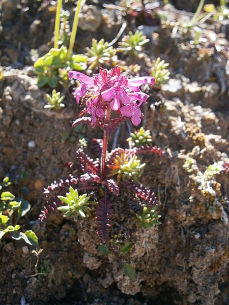 File:Pedicularis rosea allionii06.jpg