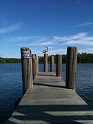 Category:Pelecanus occidentalis (incidental) - Wikimedia Commons