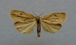 <i>Pelosia obtusa</i> Species of moth