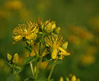 Melubangi St Johns-wort (2777560323).jpg