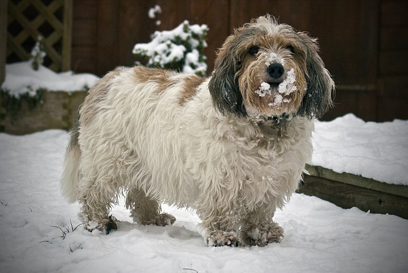 File:Petit Basset Griffon Vendéen.jpg