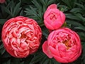 Paeonia (Herbaceous Hybrid Group) 'Coral Charm'