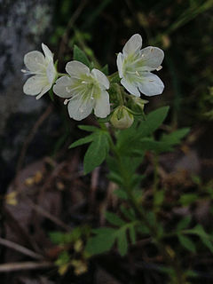 <i>Phacelia dubia</i> Species of flowering plant