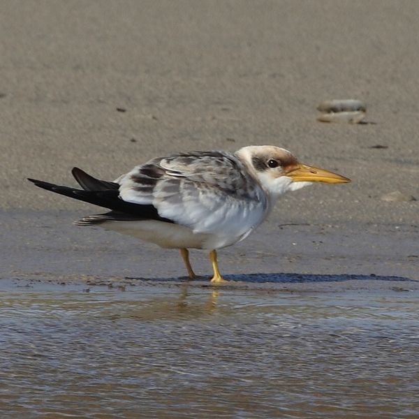 File:Phaetusa simplex - Large-billed Tern (young).jpg