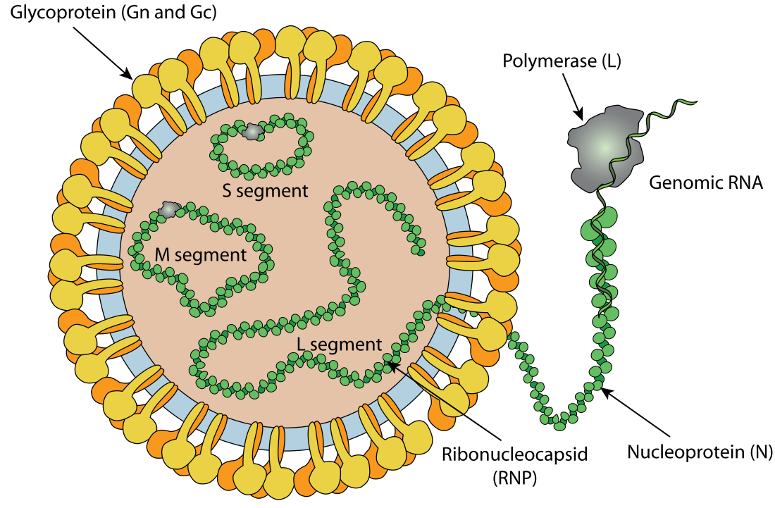 Hedivirus