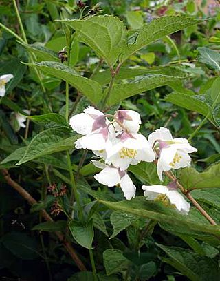 <i>Philadelphus purpurascens</i> Species of shrub